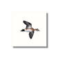 Fine Art Print –Wigeon