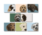 Dog Variety Pack