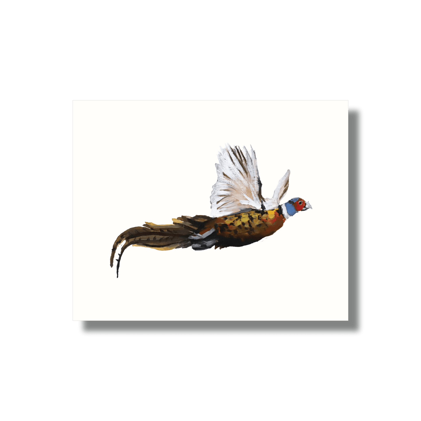 Fine Art Print – Pheasant