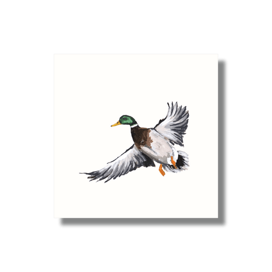 Fine Art Print –Mallard Flying 2