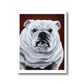 White English Bulldog Fine Art Print